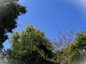 Reaching Toward the Quiet&nbsp;Sky